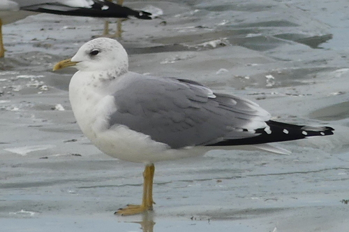 Common Gull / Mew Gull｜普通海鸥 参考照片
