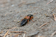 Staphylinus caesareus