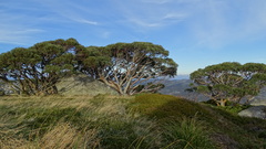 Eucalyptus pauciflora niphophila