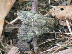 Polyphaenis sericata