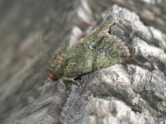 Polyphaenis sericata