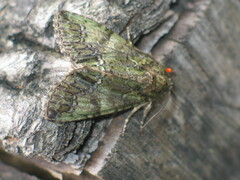 Polyphaenis sericata