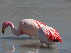 Phoenicoparrus jamesi