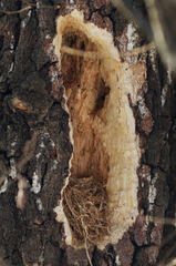 Turdus pilaris