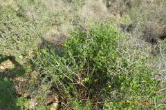 Chrysojasminum fruticans