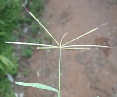 Chloris pycnothrix