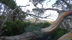 Eucalyptus pauciflora niphophila
