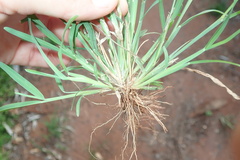 Chloris pycnothrix
