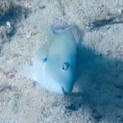 Sparisoma chrysopterum