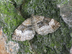 Xanthorhoe biriviata