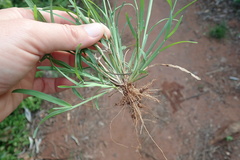 Chloris pycnothrix