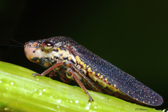 Paraulacizes irrorata