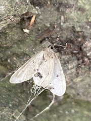Operophtera fagata