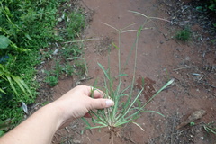 Chloris pycnothrix