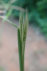 Chloris pycnothrix