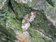 Xanthorhoe biriviata