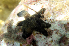 Allostichaster polyplax