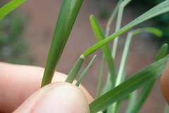 Chloris pycnothrix