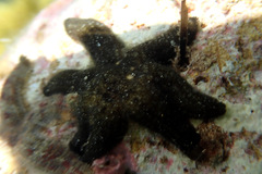 Allostichaster polyplax