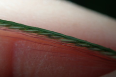 Chloris pycnothrix