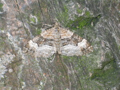 Xanthorhoe biriviata