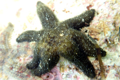 Allostichaster polyplax