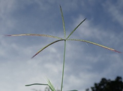 Chloris pycnothrix
