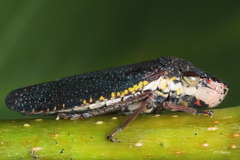 Paraulacizes irrorata