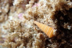 Seila crocea