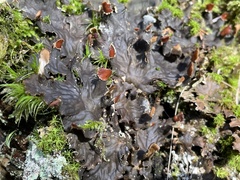 Peltigera horizontalis