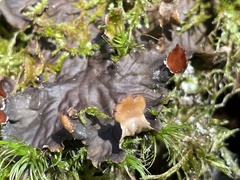 Peltigera horizontalis