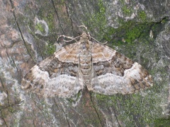Xanthorhoe biriviata