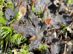 Peltigera horizontalis
