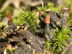 Peltigera horizontalis