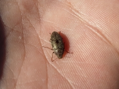 Epitragodes tomentosus