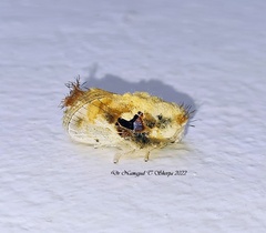 Chalcoscelides castaneipars