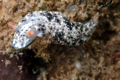 Hypselodoris saintvincentius
