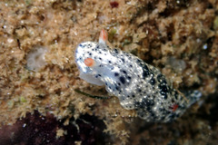 Hypselodoris saintvincentius