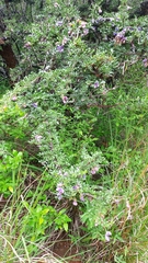 Ormocarpum trichocarpum