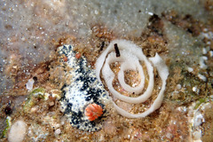 Hypselodoris saintvincentius