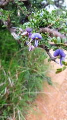 Ormocarpum trichocarpum