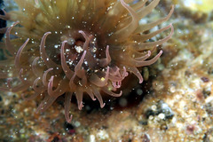 Isanemonia australis