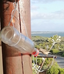 Nectarinia famosa