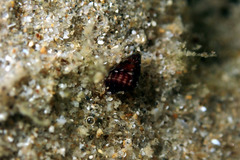 Diala suturalis