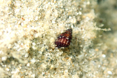 Diala suturalis