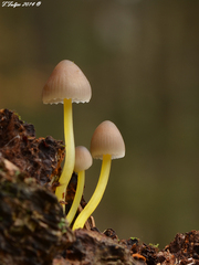 Mycena renati