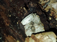 Agonopterix ocellana