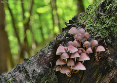 Mycena renati