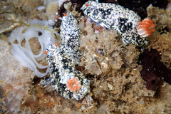 Hypselodoris saintvincentius