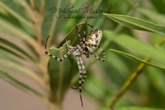 Argiope lobata